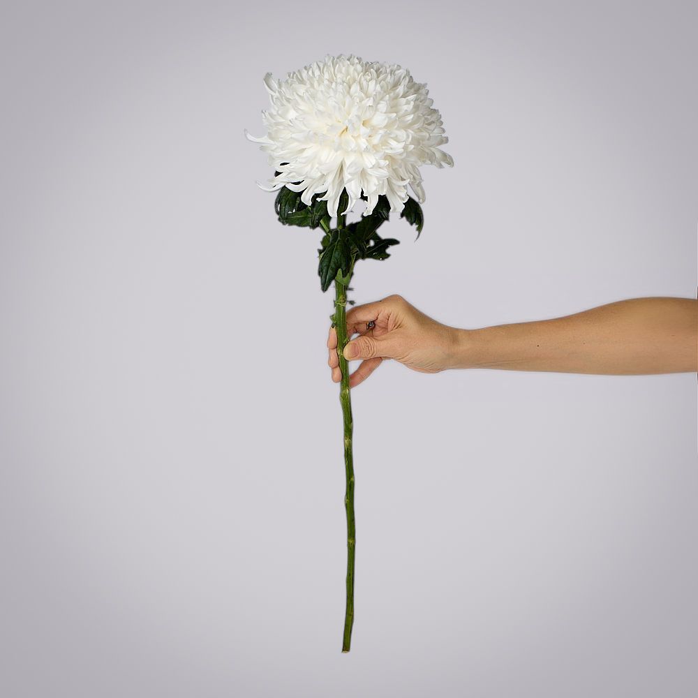 хризантема одноголовая 1ст 