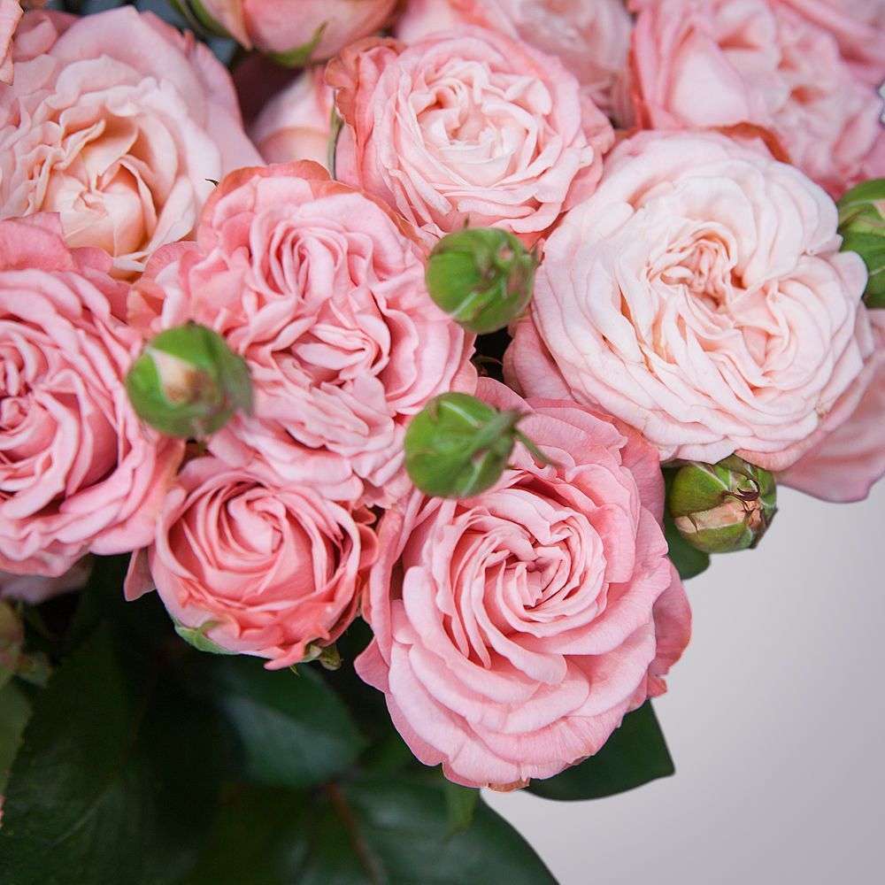 монобукет 9 роз "madam bombastic" под ленту 