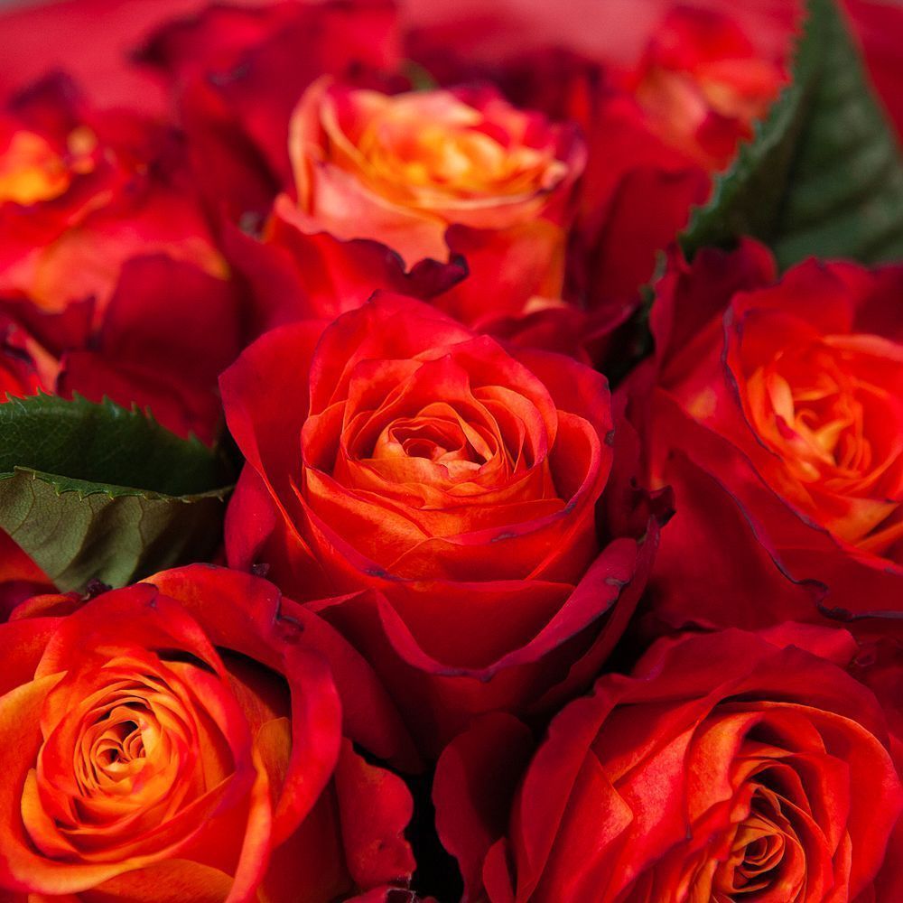 монобукет 9 роз "atomic" в упаковке с тишью 