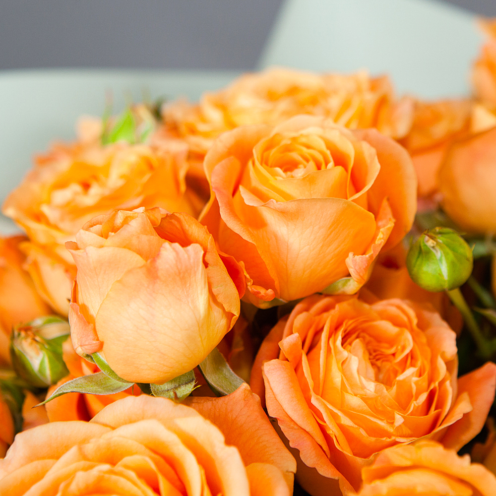 монобукет 9 кустовых роз "apricot lace"  в упаковке 