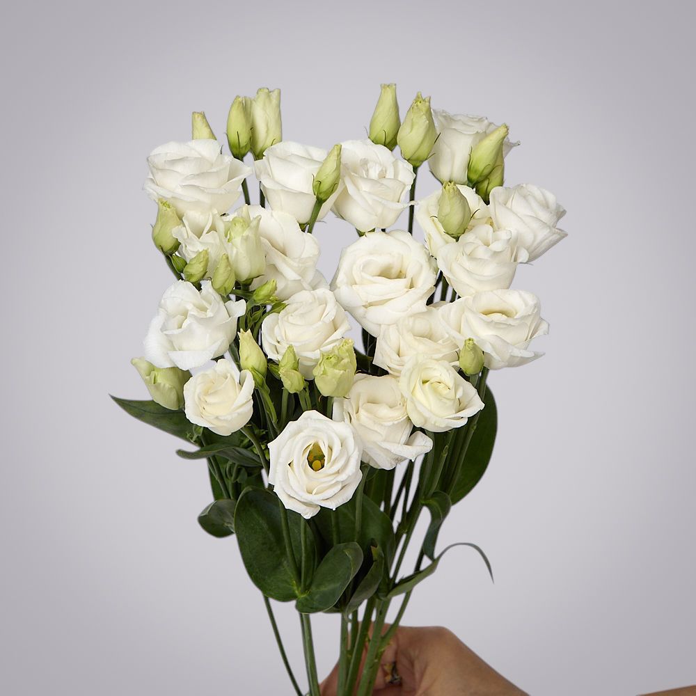 монобукет из 5 белых лизиантусов под ленту 