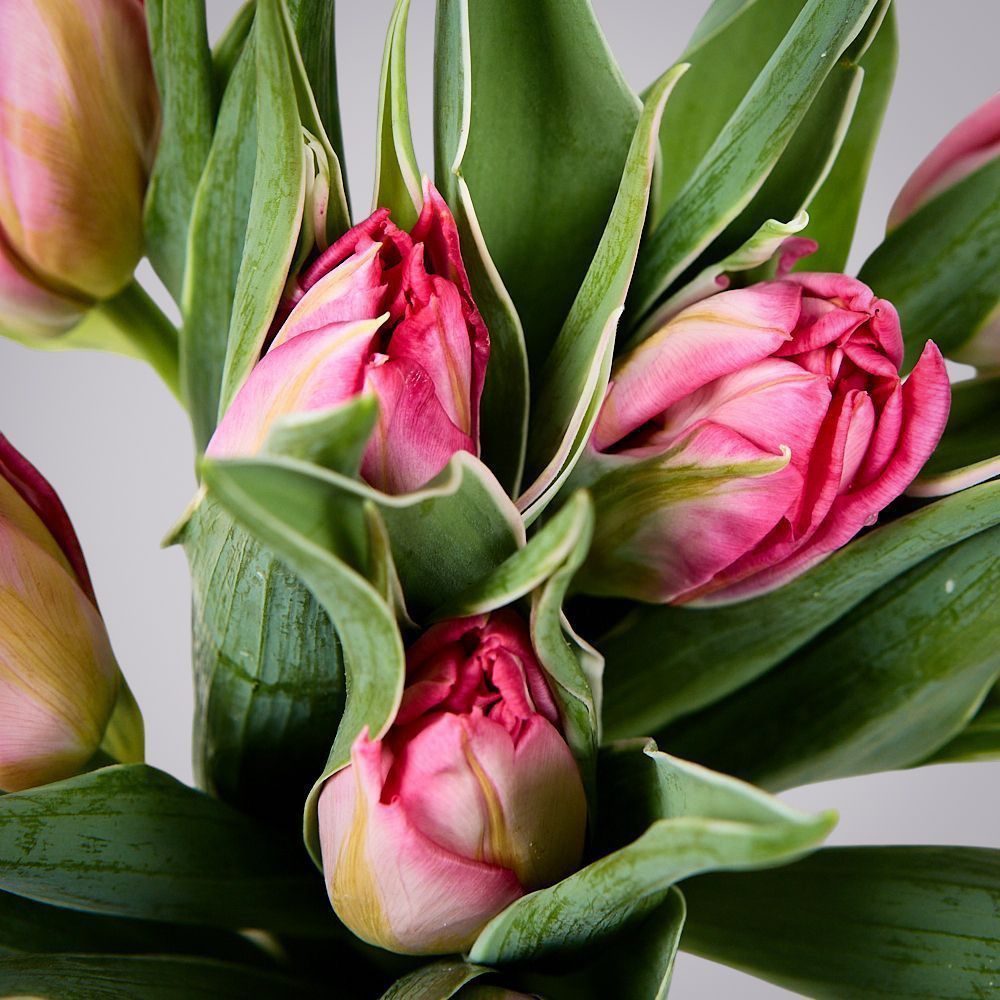 монобукет из 11 розовых тюльпанов в упаковке 