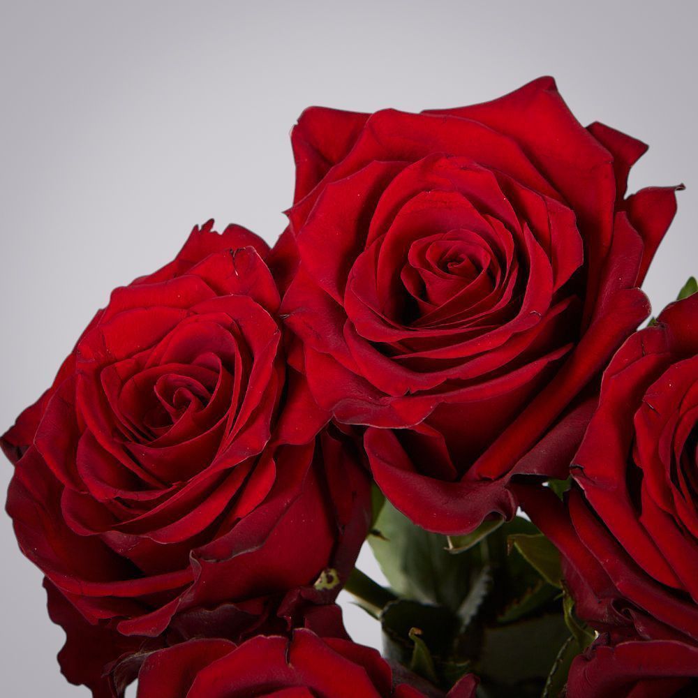 монобукет из 5 роз "explorer" под ленту 