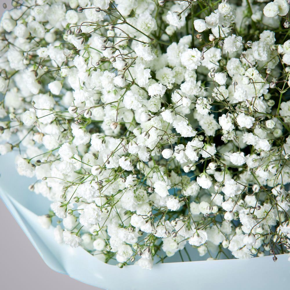 монобукет из 7 белых гипсофил 