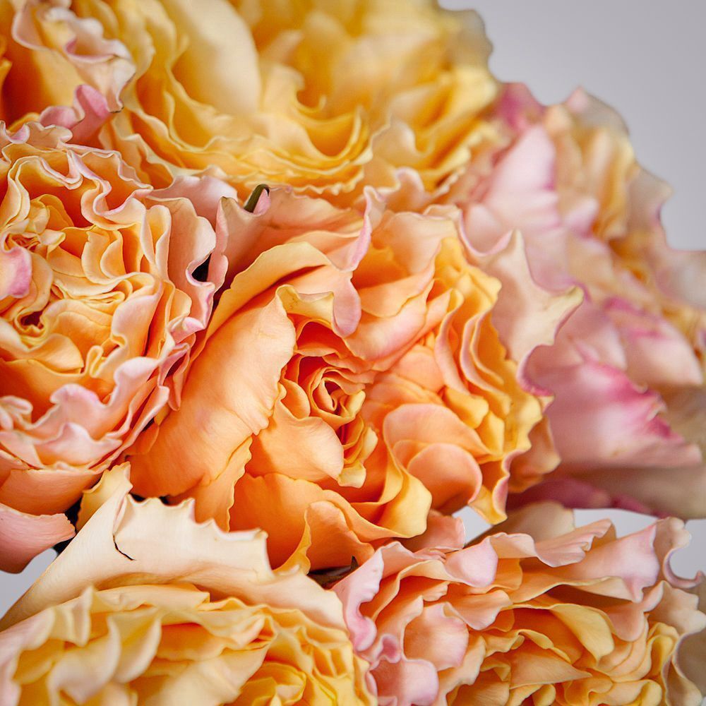 монобукет 9 пионовидных роз "campanella" под ленту 