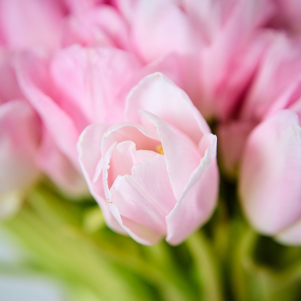 монобукет 101 розовый тюльпан под ленту  