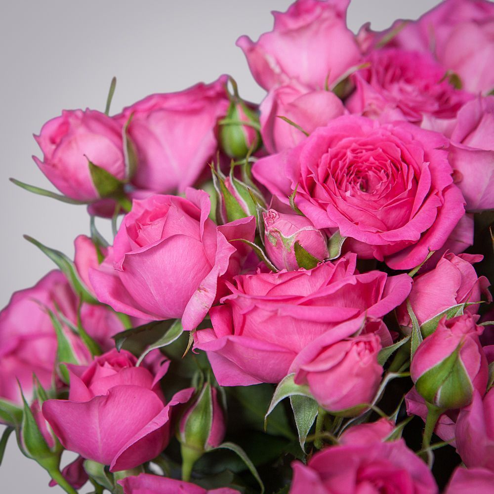 монобукет 5 роз "pink dimension" под ленту 