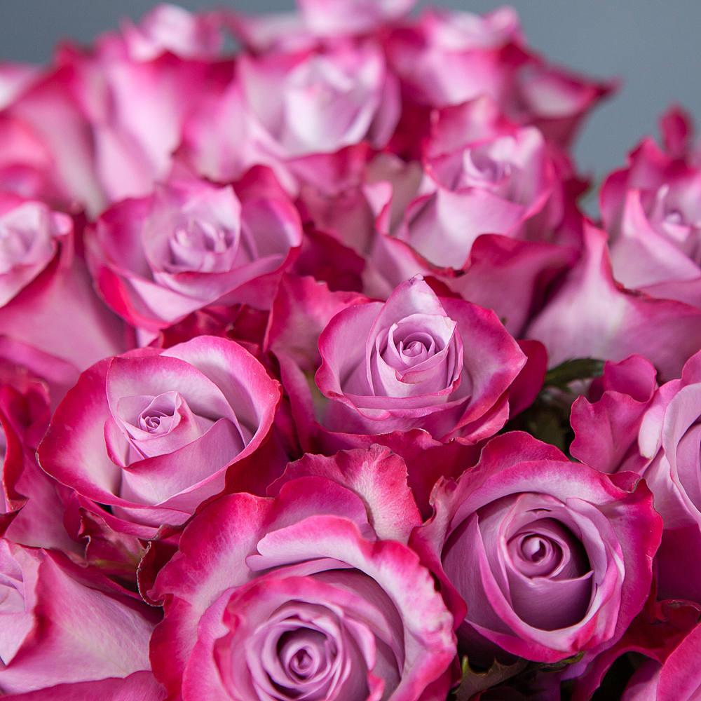 монобукет 25 роз «deep purple» под ленту 