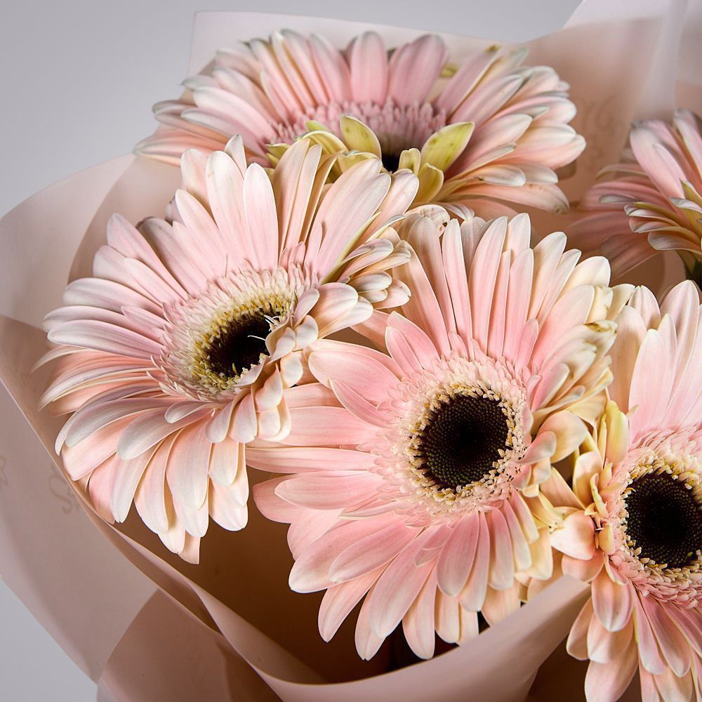 монобукет из 5 гербер моно 