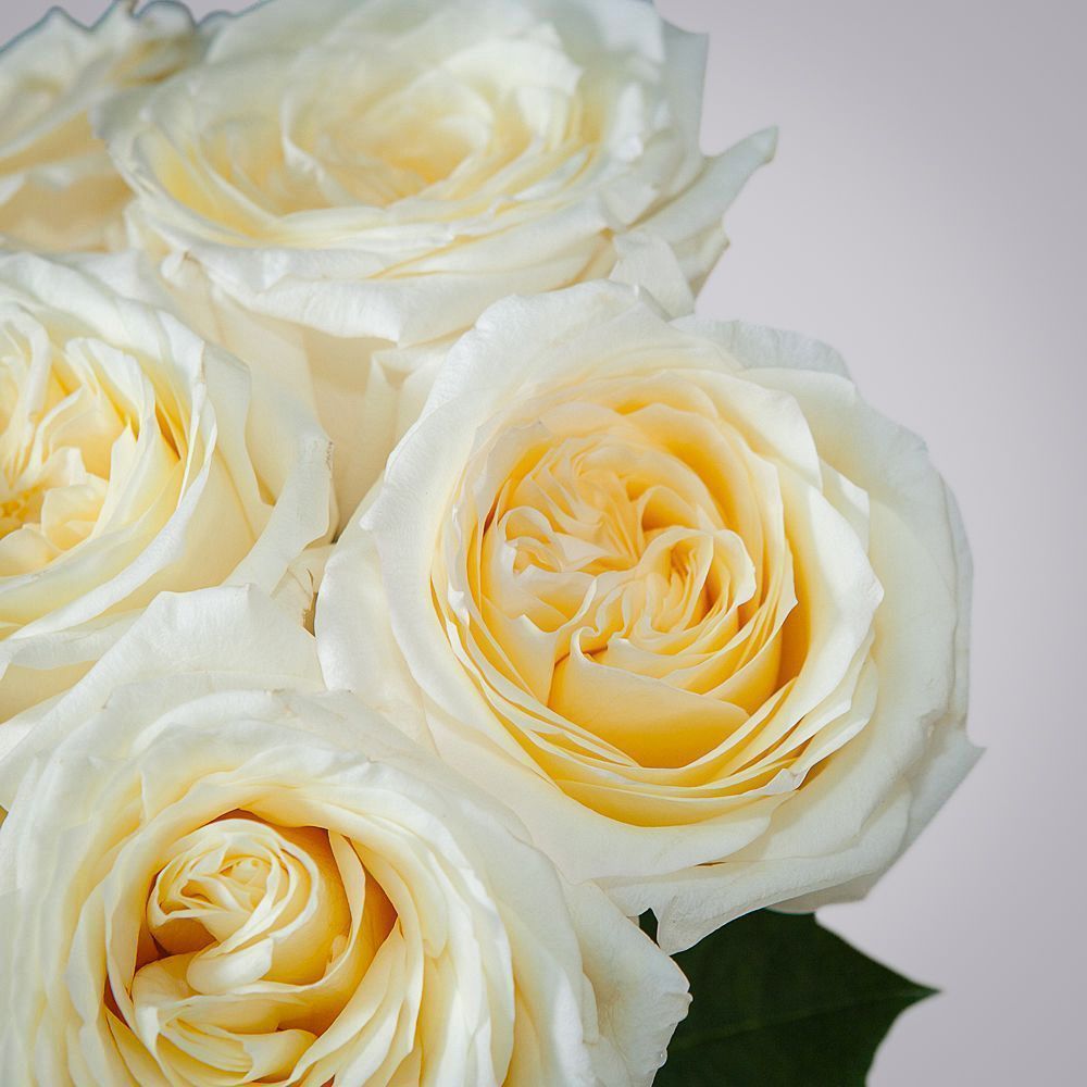 монобукет 7 пионовидных роз "candlelight" под ленту 