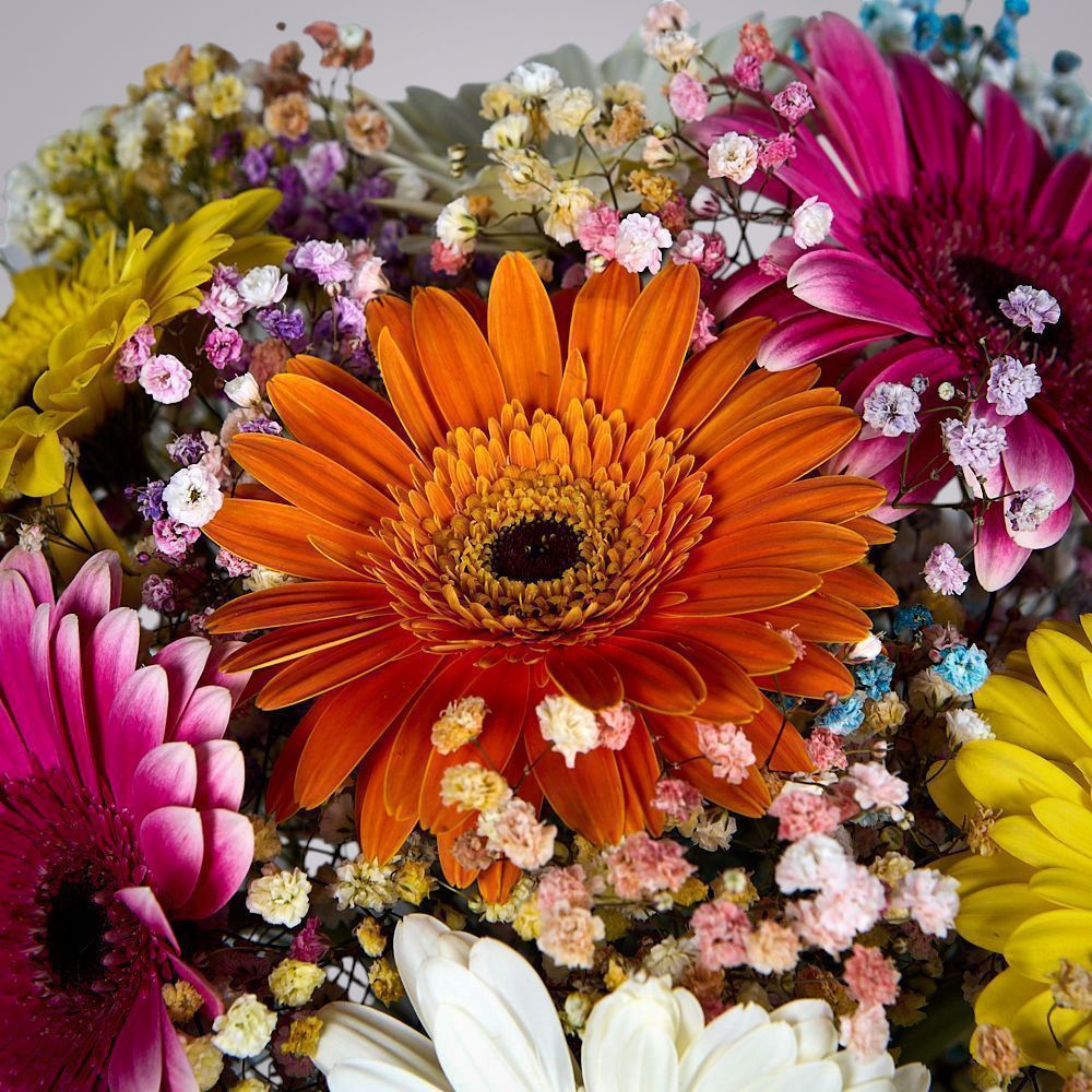 монобукет из 7 гербер с гипсофилой  