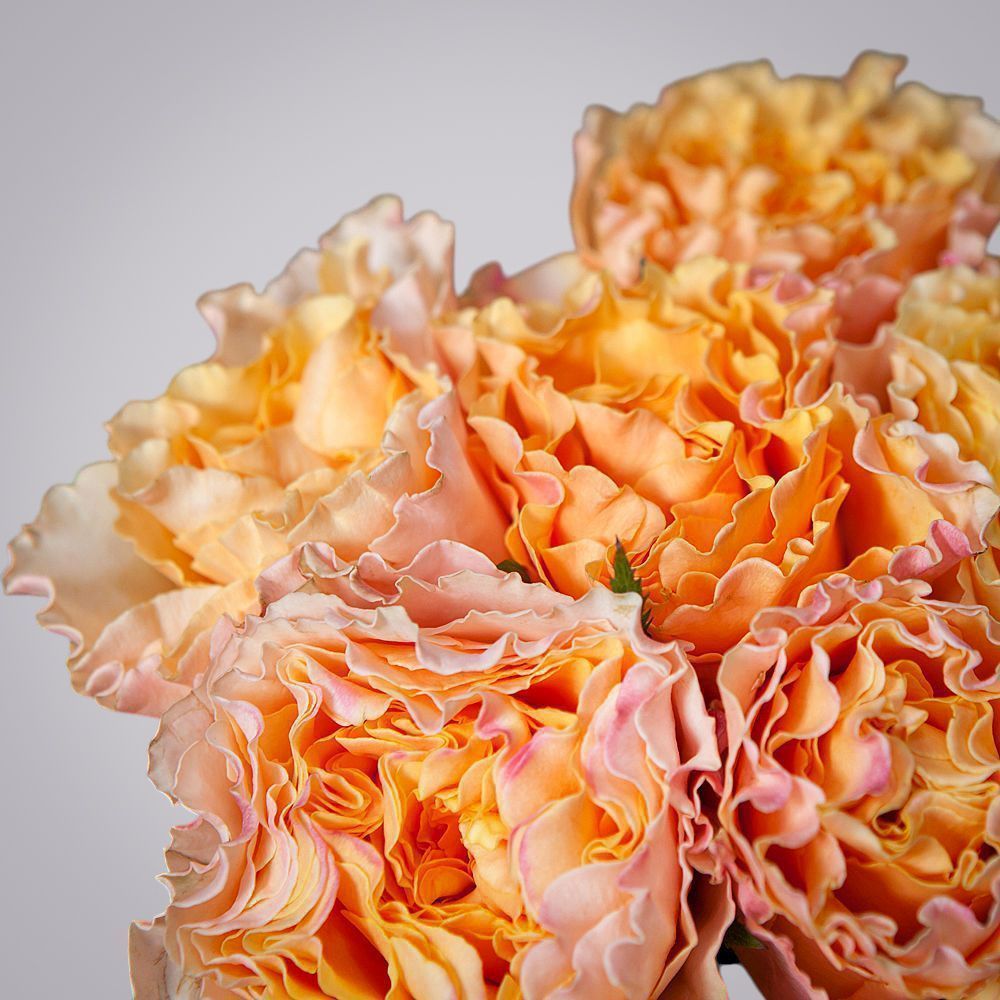 монобукет 11 пионовидных роз "campanella" под ленту 