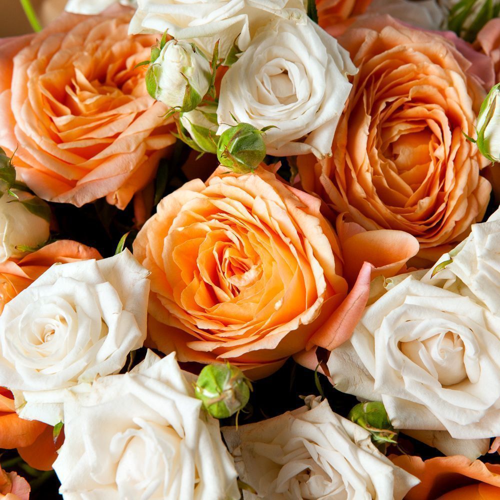 монобукет 9 кустовых роз в упаковке с тишью  монобукет 9 кустовых роз в упаковке с тишью