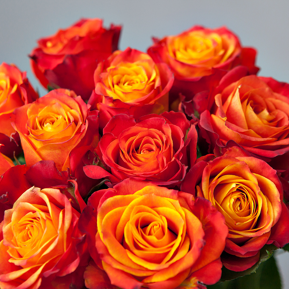монобукет из 11 эквадорских роз "atomic" под ленту 