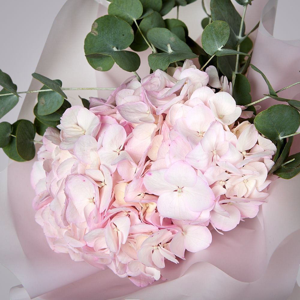 монобукет из розовой гортензии с эвкалиптом  