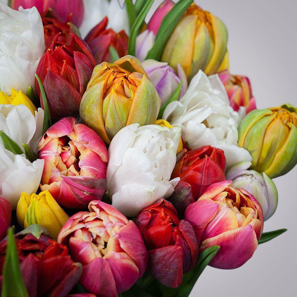 монобукет из 35 тюльпанов микс 