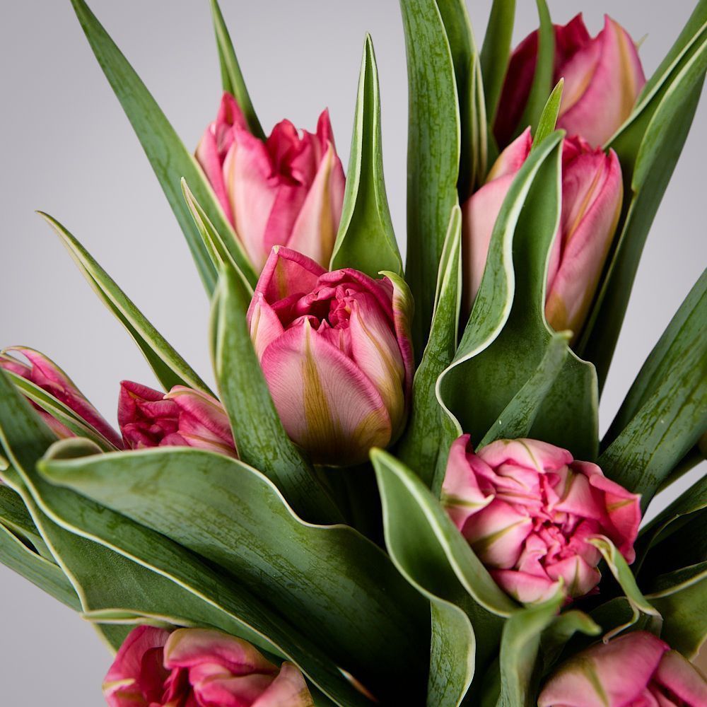 монобукет из 11 розовых тюльпанов под ленту 