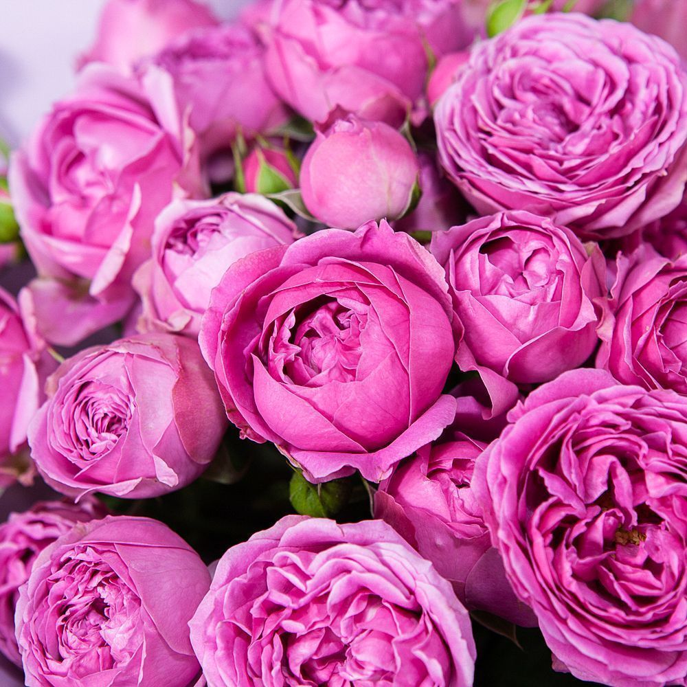 монобукет 9 кустовых роз "misty bubbles"  в упаковке 