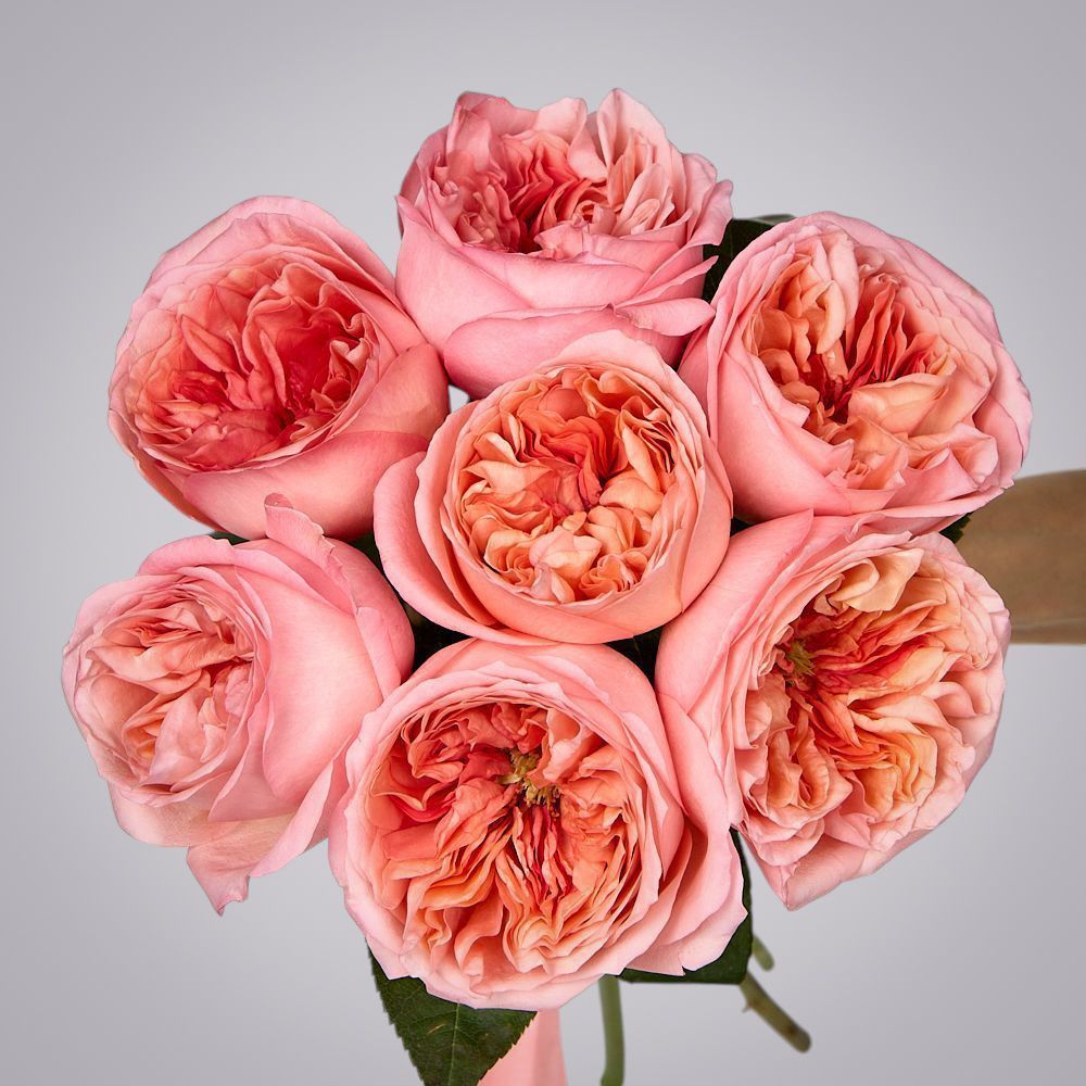 монобукет 7 пионовидных роз "pink x-pression" под ленту 