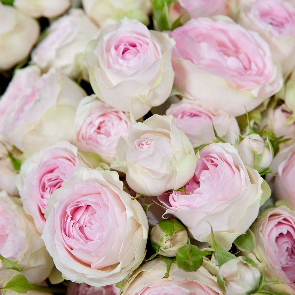 монобукет 25 кустовых роз "dedication" в упаковке 