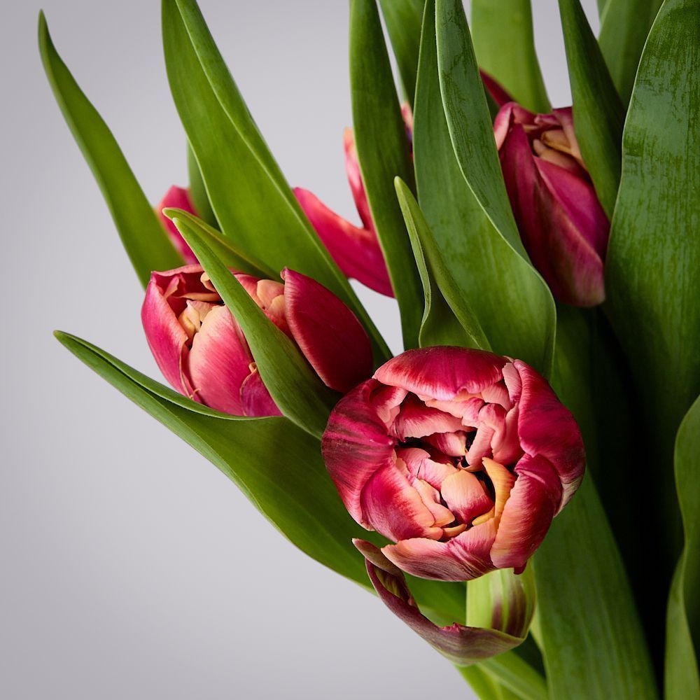 монобукет из 11 тюльпанов "каламбус" под ленту 