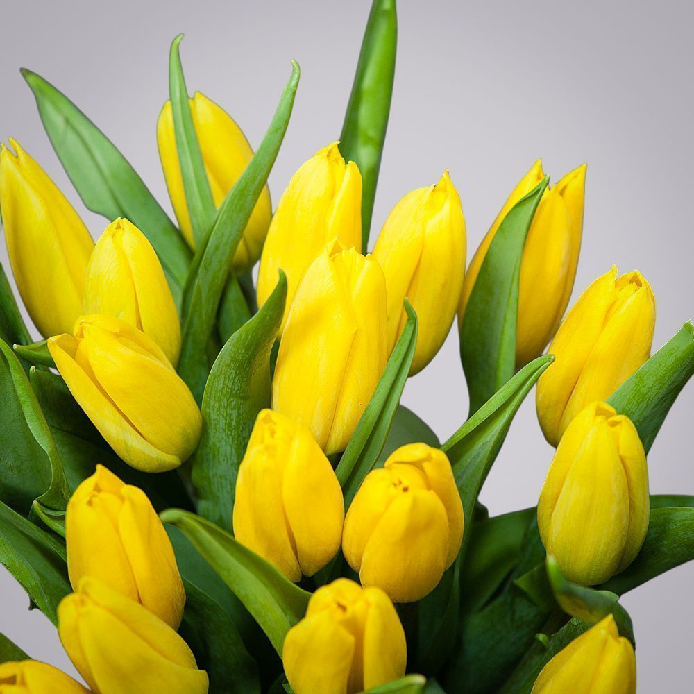 монобукет из 19 желтых тюльпанов 