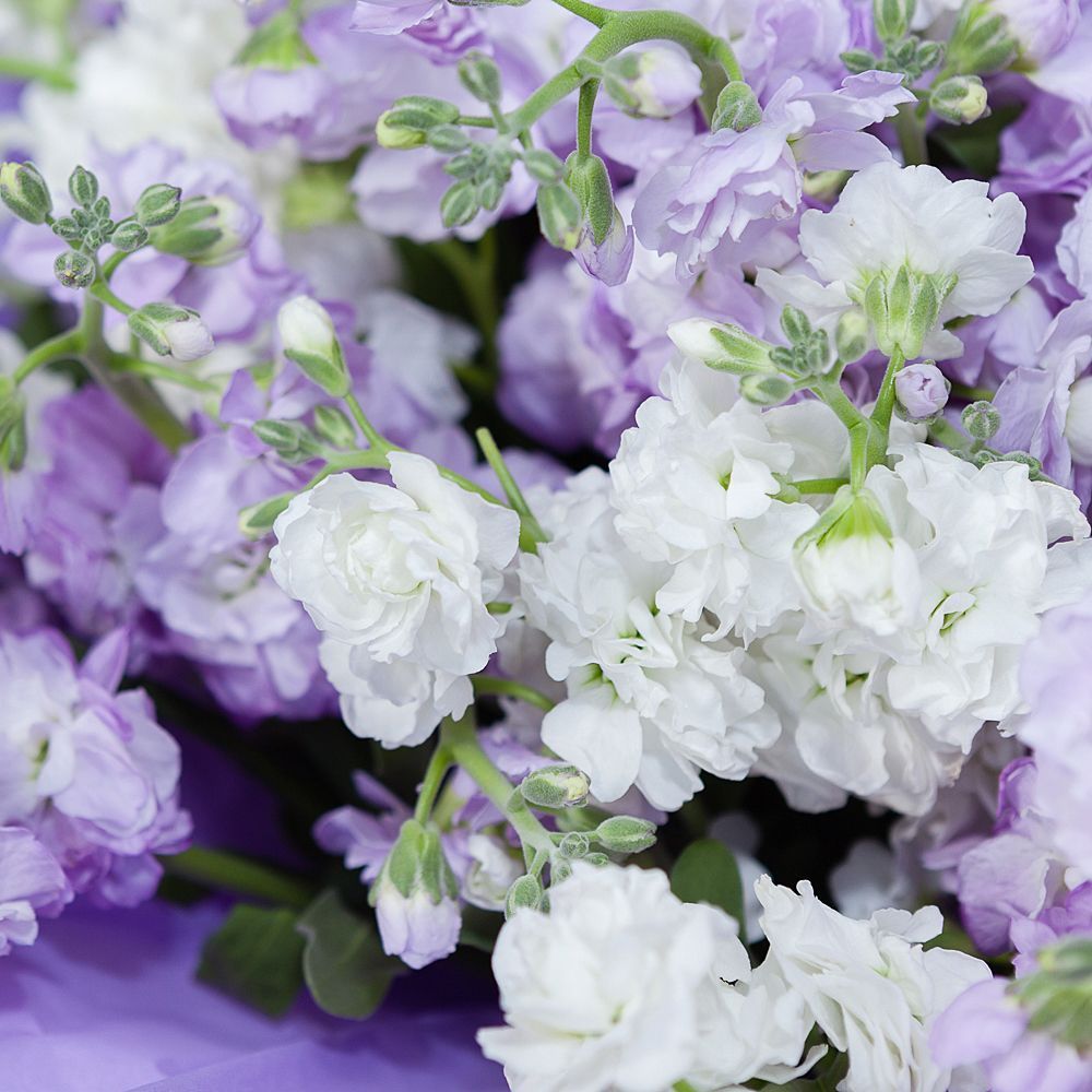 монобукет маттиола сиренево-белая 29 шт 