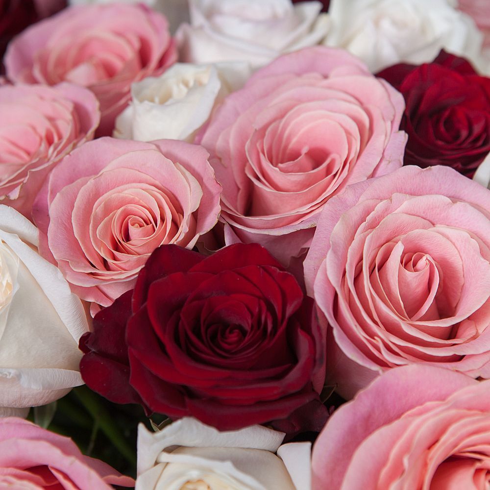 монобукет 51 роза микс под ленту 