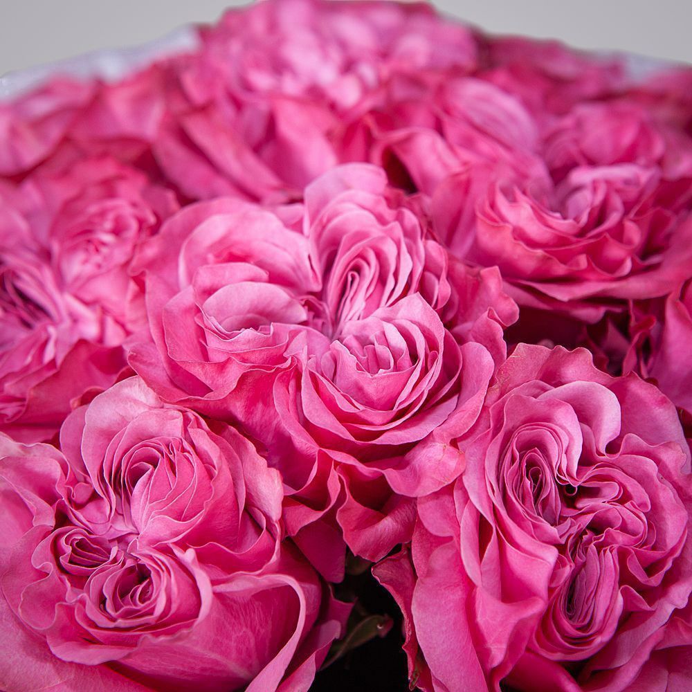 монобукет 11 пионовидных роз "country blues" в упаковке с тишью  монобукет 11 пионовидных роз "country blues" в упаковке с тишью