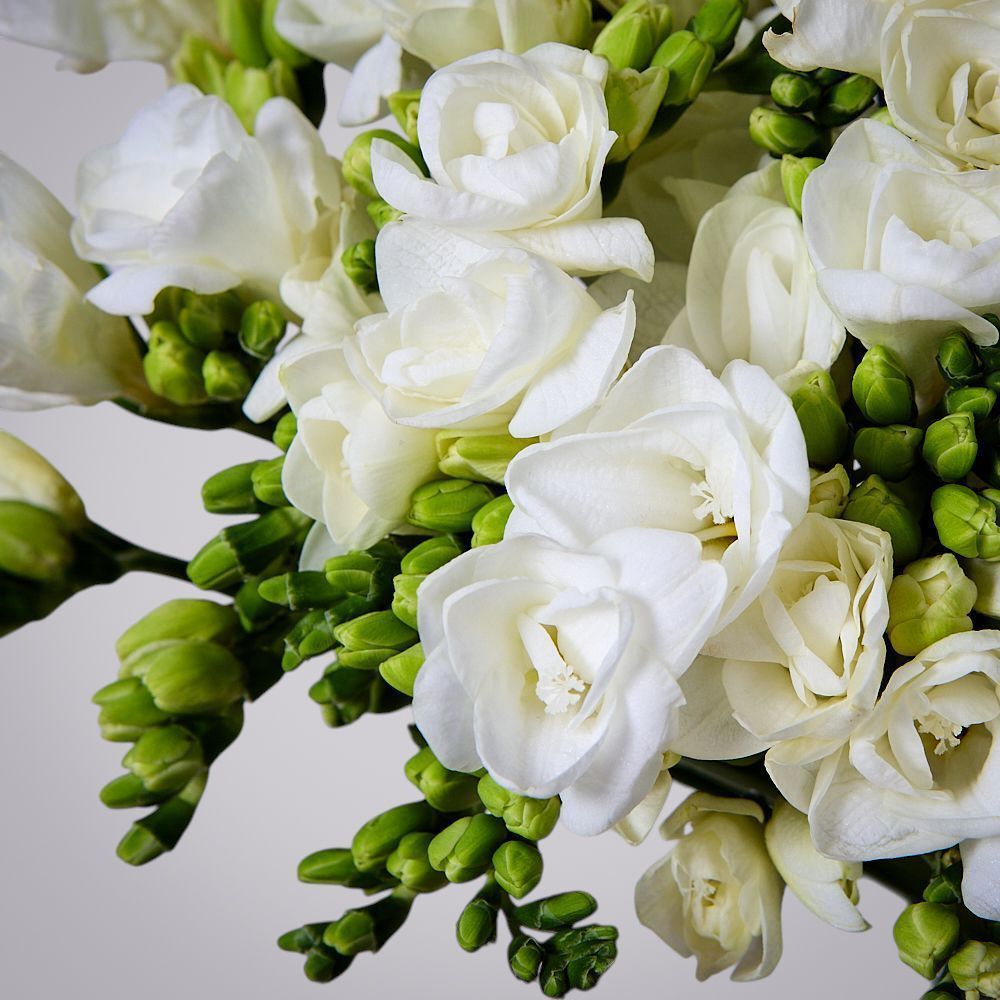 монобукет из 49 белых фрезий 