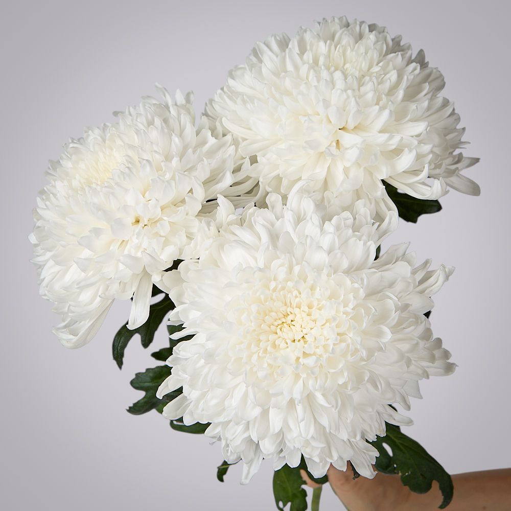 хризантема одноголовая 3ст 