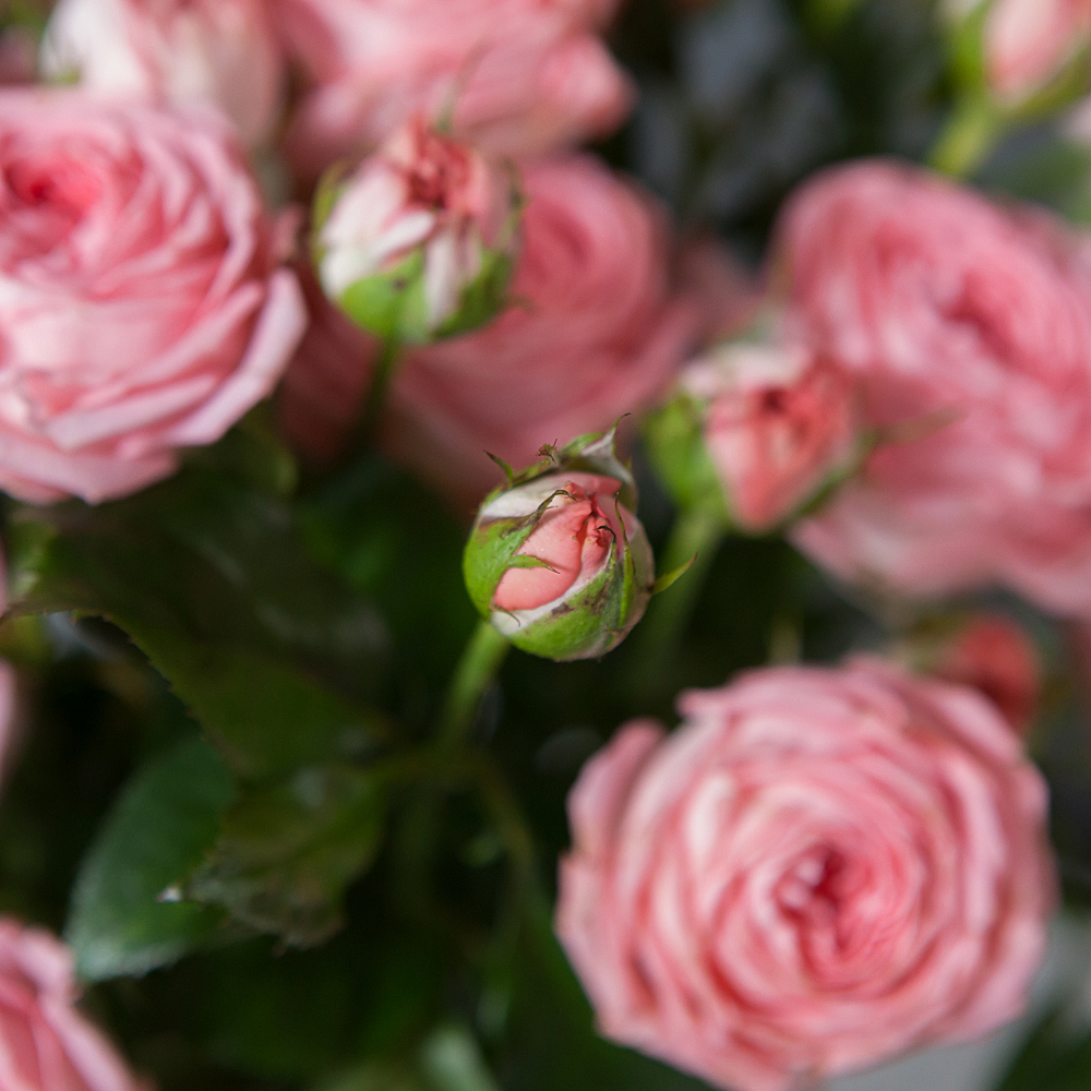 монобукет 9 кустовых роз femke под ленту 