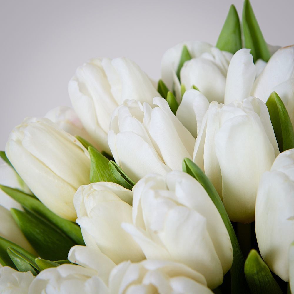 монобукет 51 белый тюльпан под ленту 
