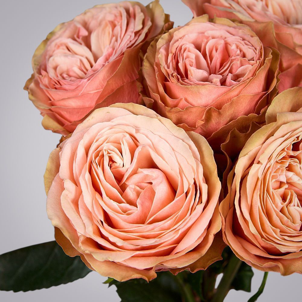 монобукет из 5 пионовидных роз "kahala" под ленту  