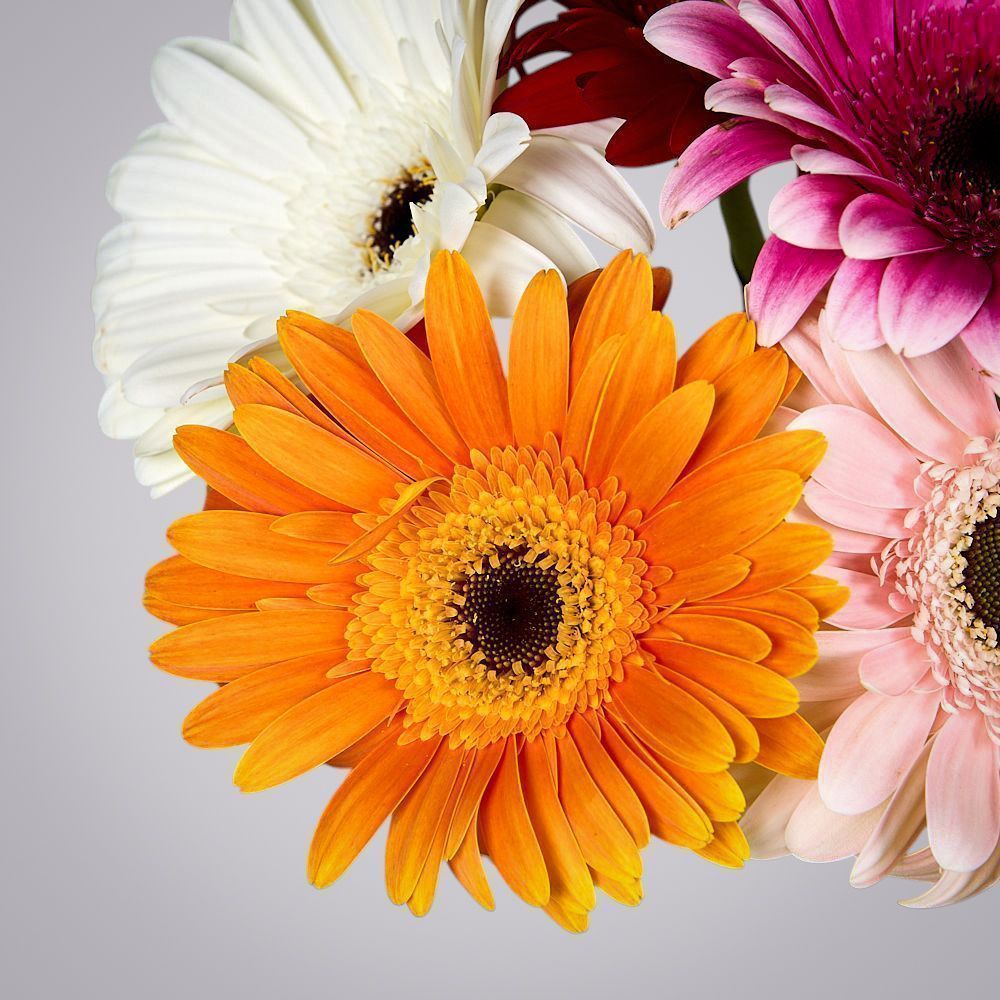 монобукет из 5 гербер микс в упаковке 