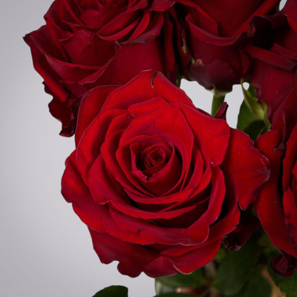 монобукет из 5 роз "explorer" под ленту 