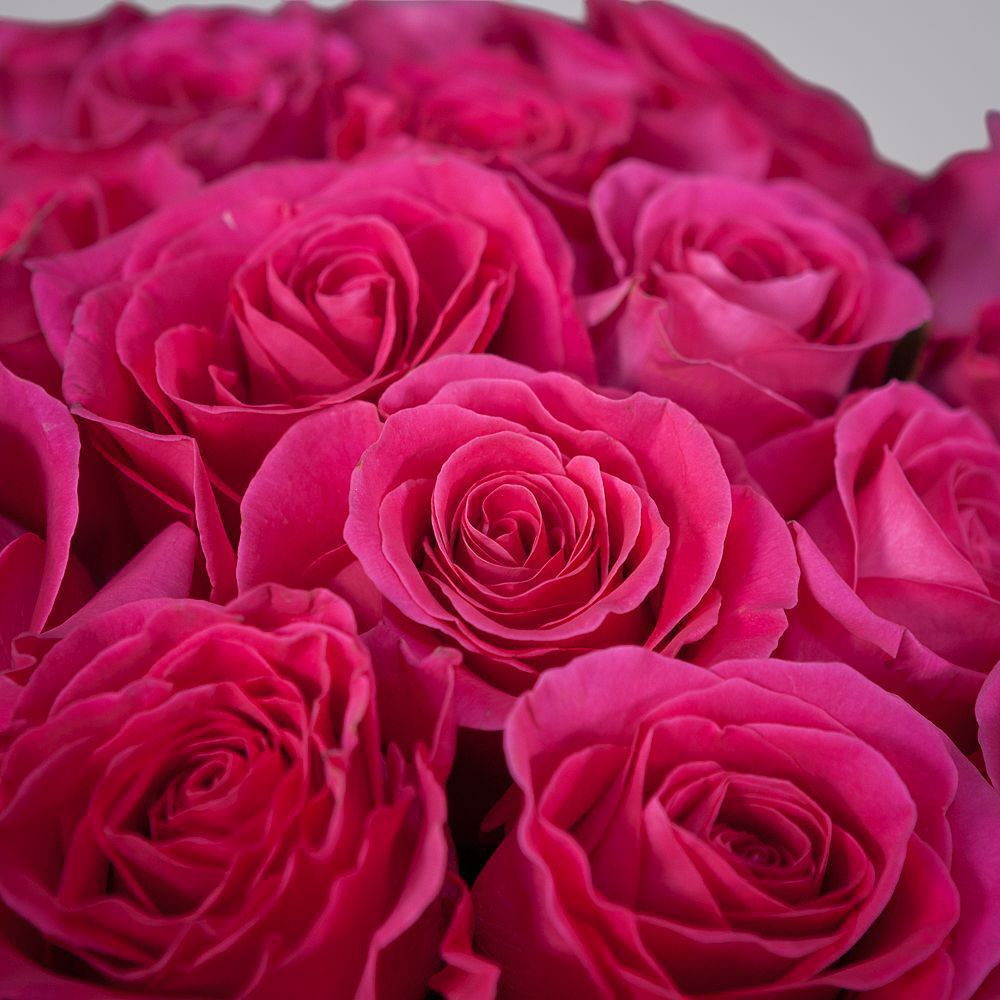 монобукет 25 роз «pink floyd» под ленту 