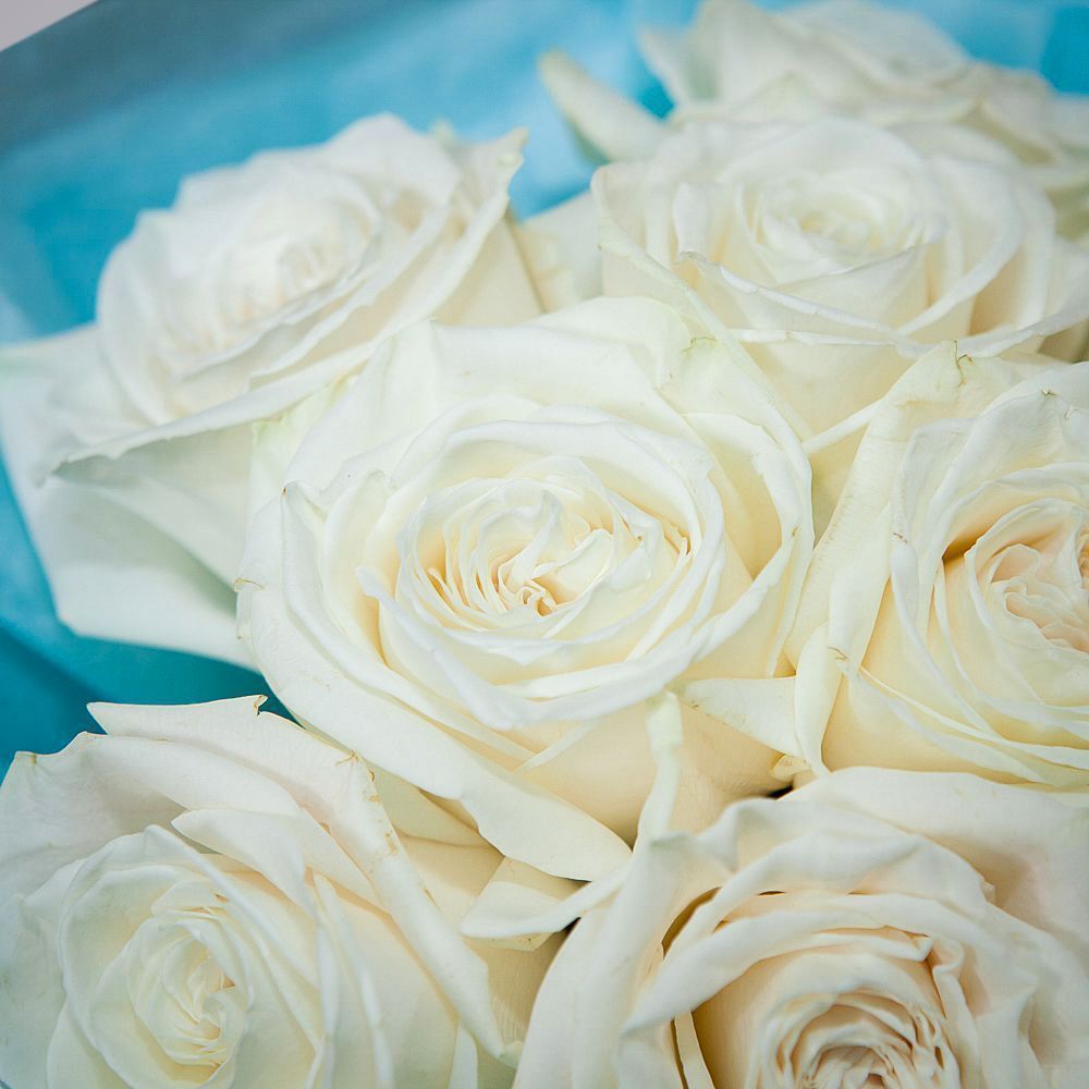 монобукет 9 пионовидных роз "playa blanca" в упаковке с тишью 