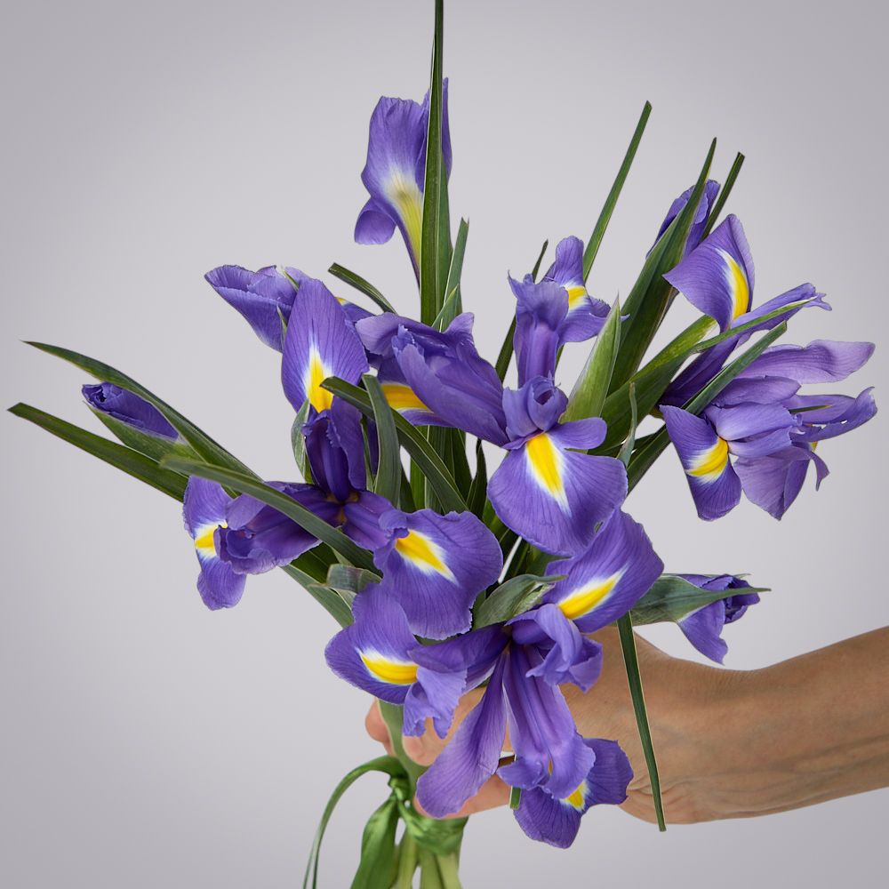 монобукет из 9 синих ирисов под ленту 