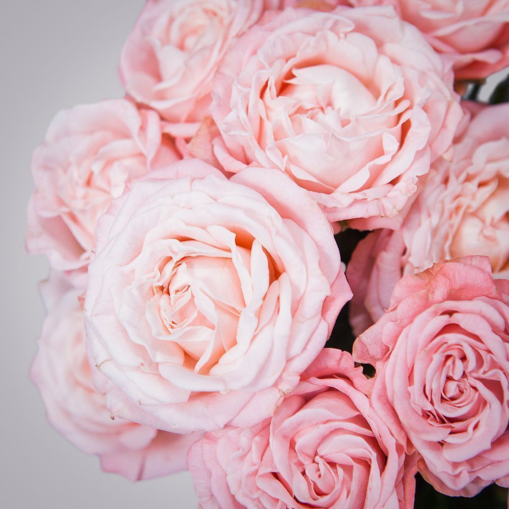 монобукет 5 роз "madam bombastic" под ленту 