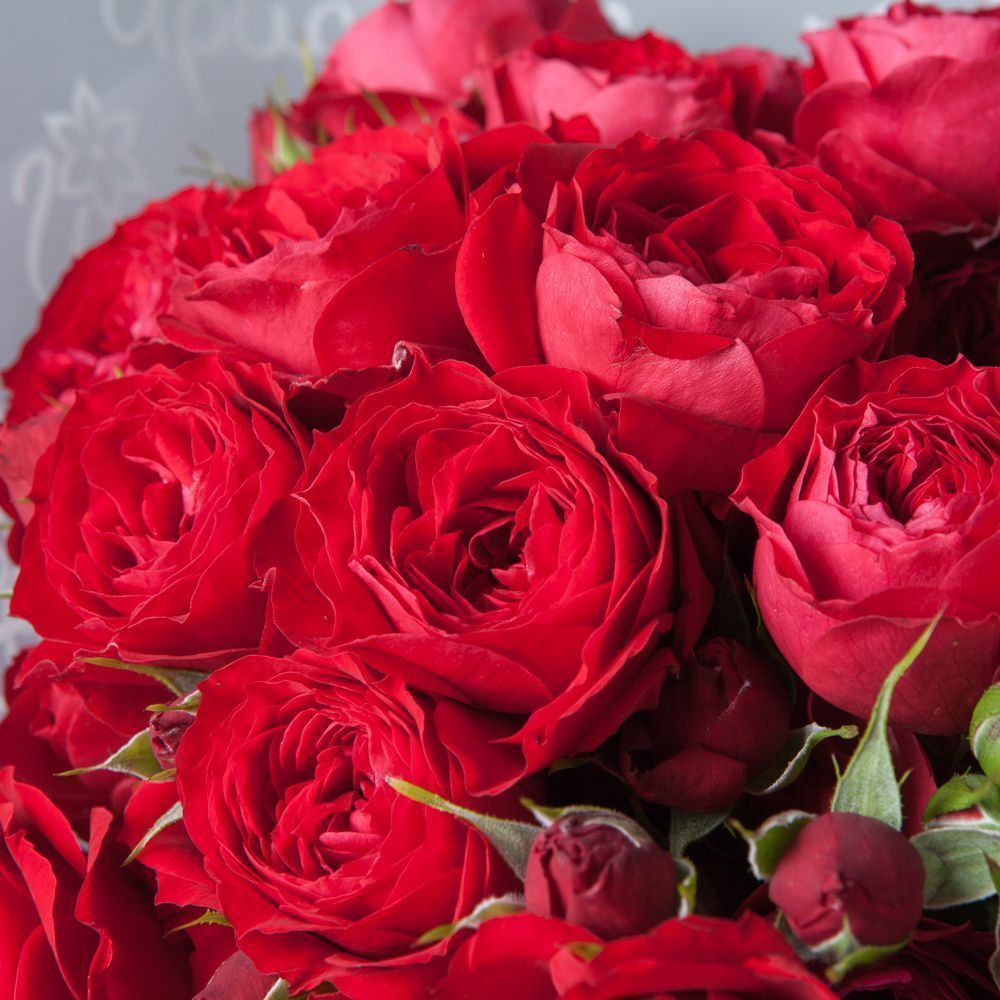 монобукет 5 кустовых роз "scarlett" в упаковке 