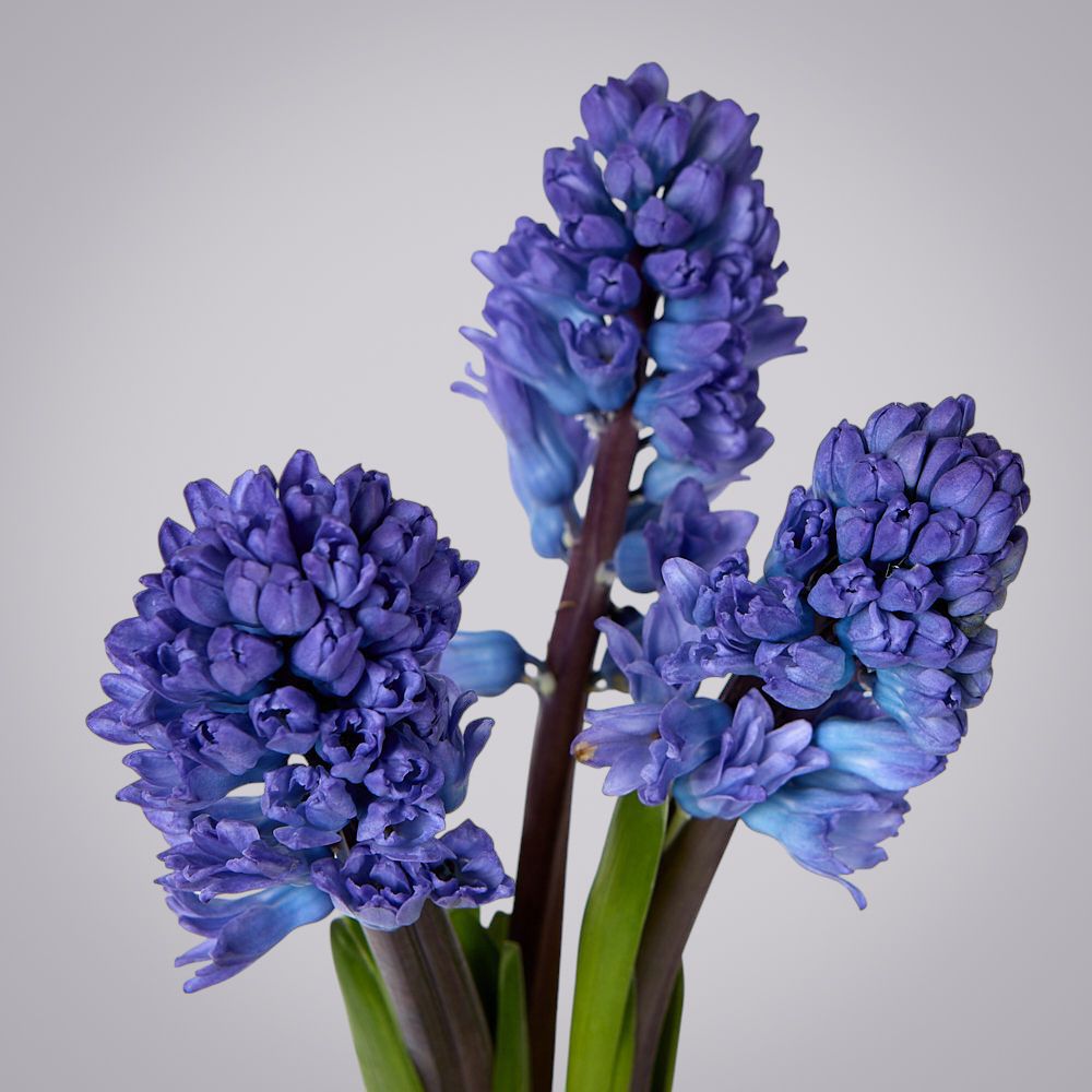 гиацинт синий 3ст 