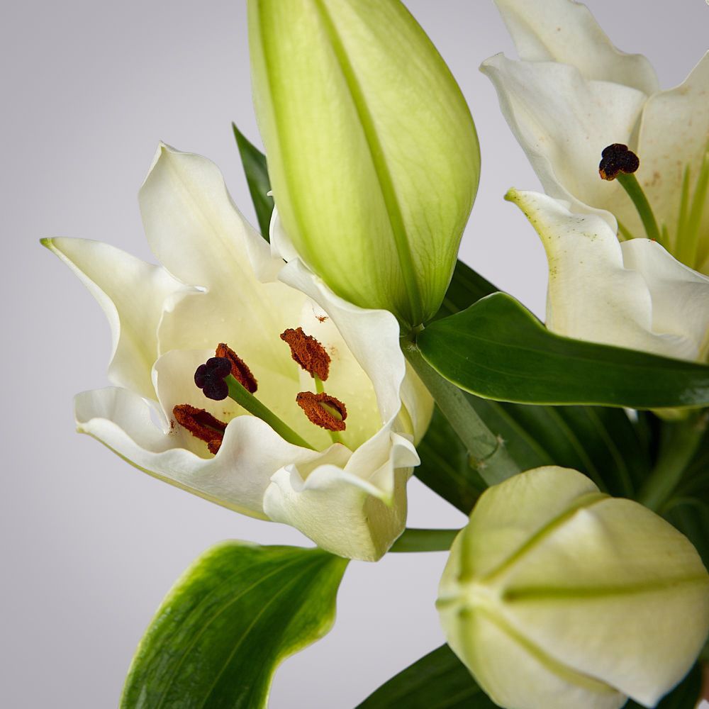 лилия белая 1ст 