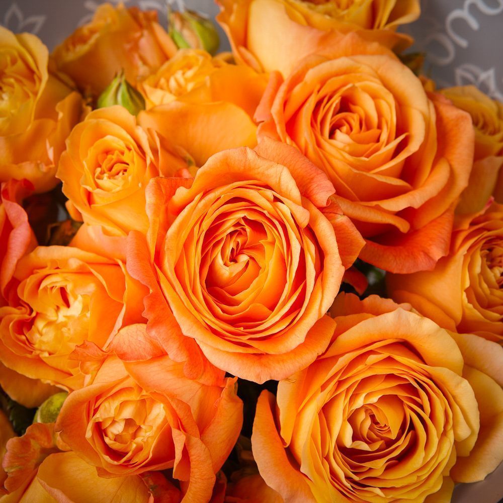 монобукет 5 кустовых роз "apricot lace"  в белой упаковке 