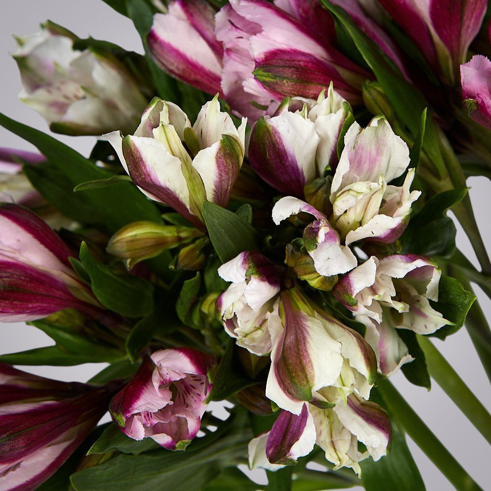 монобукет из 5 альстромерий микс под ленту 