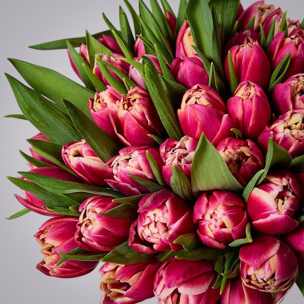 монобукет 51 тюльпан “каламбус” под ленту 