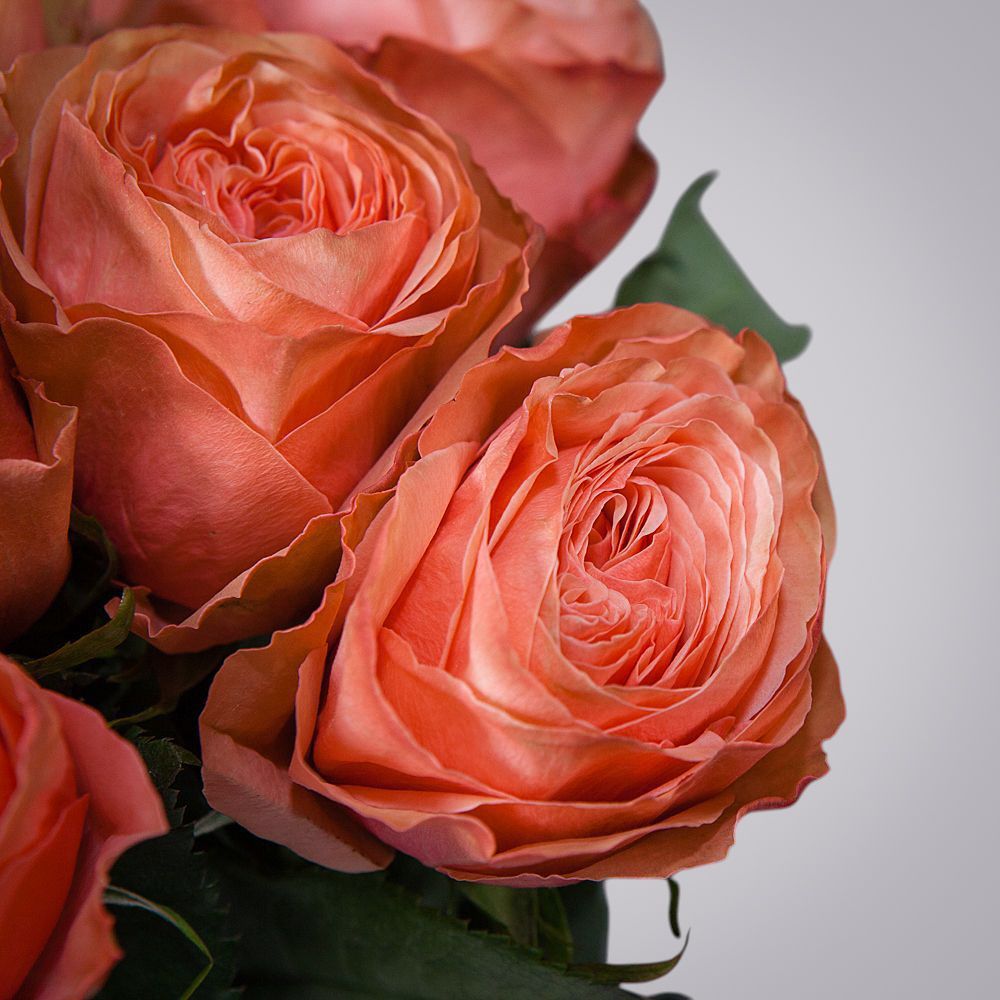 монобукет 7 пионовидных роз "kahala" под ленту 