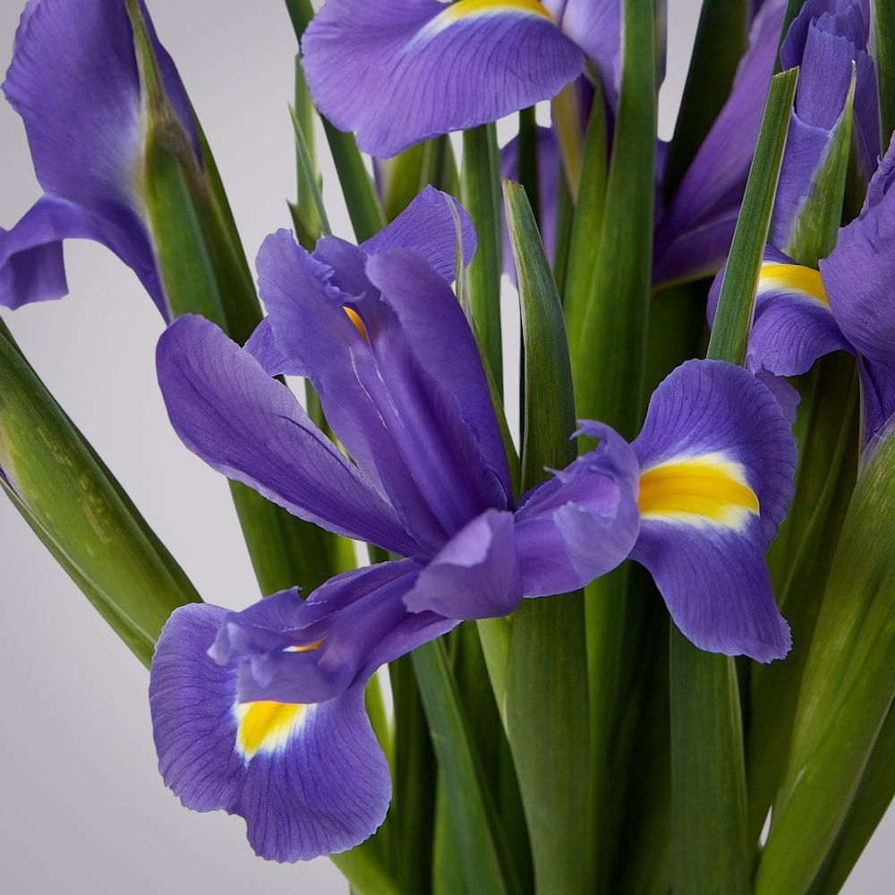 монобукет из 9 синих ирисов под ленту 