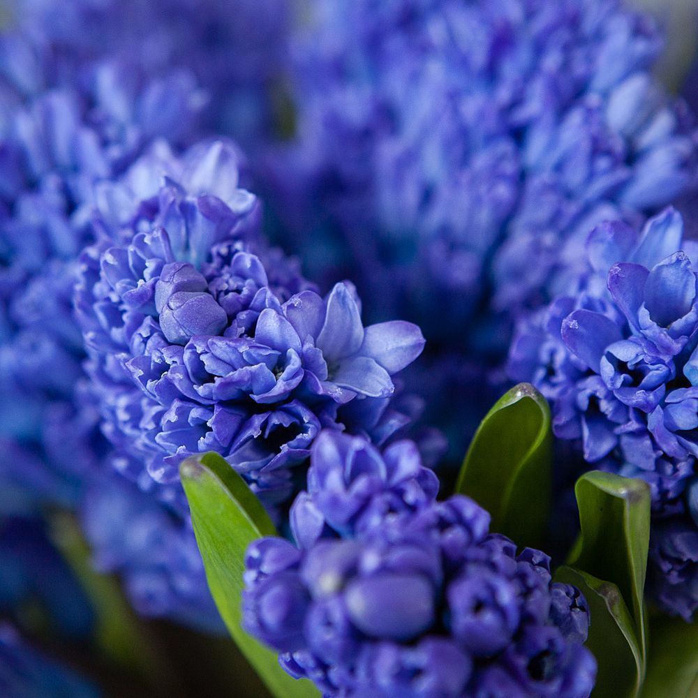 монобукет синие гиацинты 25 шт под ленту 