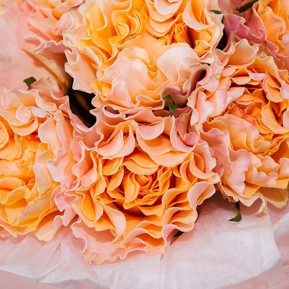 монобукет 9 пионовидных роз "campanella" в упаковке с тишью 